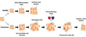 How-does-Chemotherapy-work